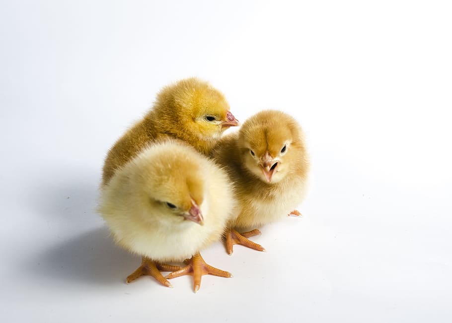 three yellow chicken chicks, animal, bird, domestic, poultry, HD wallpaper