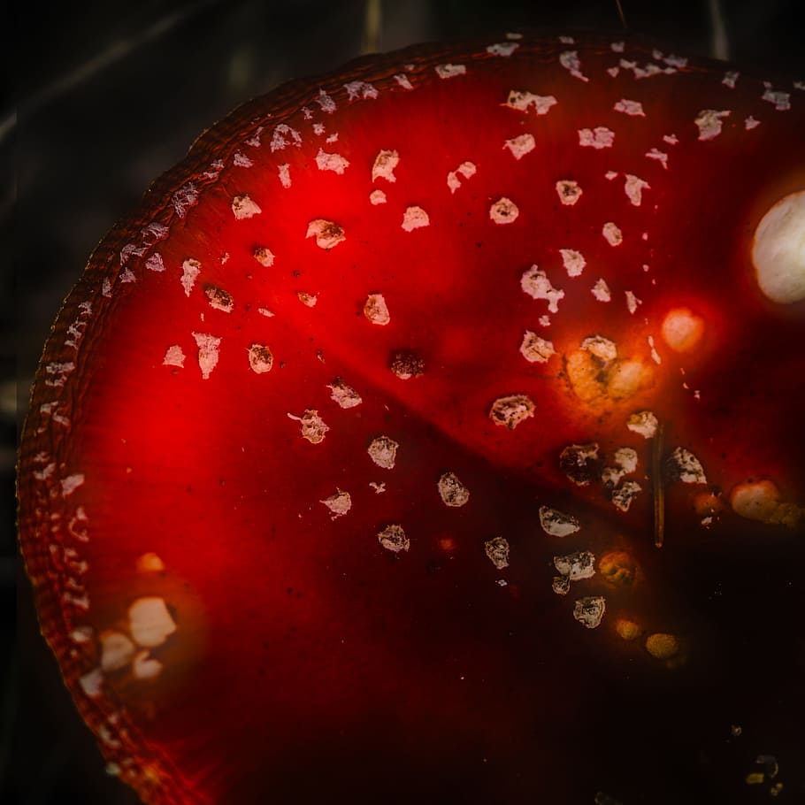fly agaric, nature, red, fruit, food and drink, healthy eating HD wallpaper