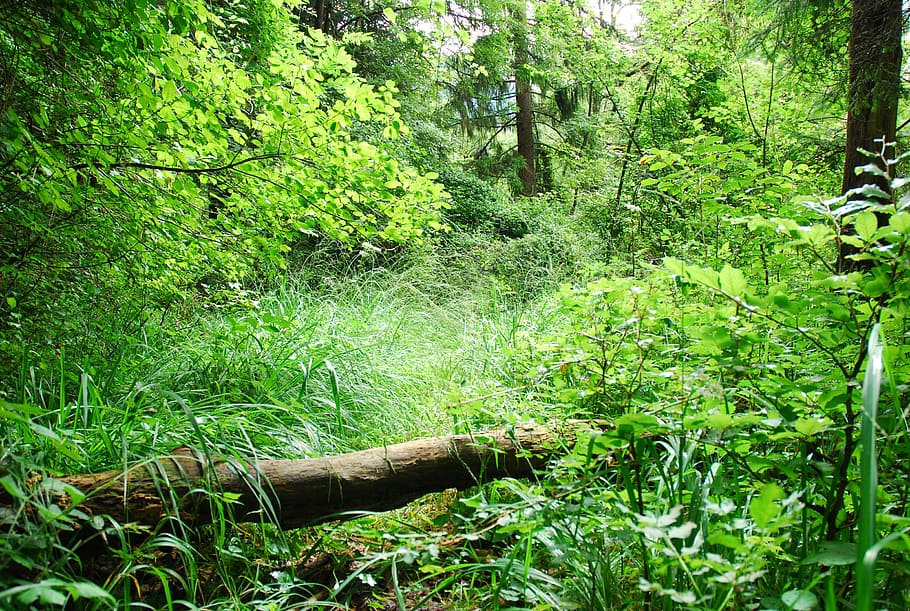 wood, nature, leaf, tree, plant, forest, land, green color HD wallpaper