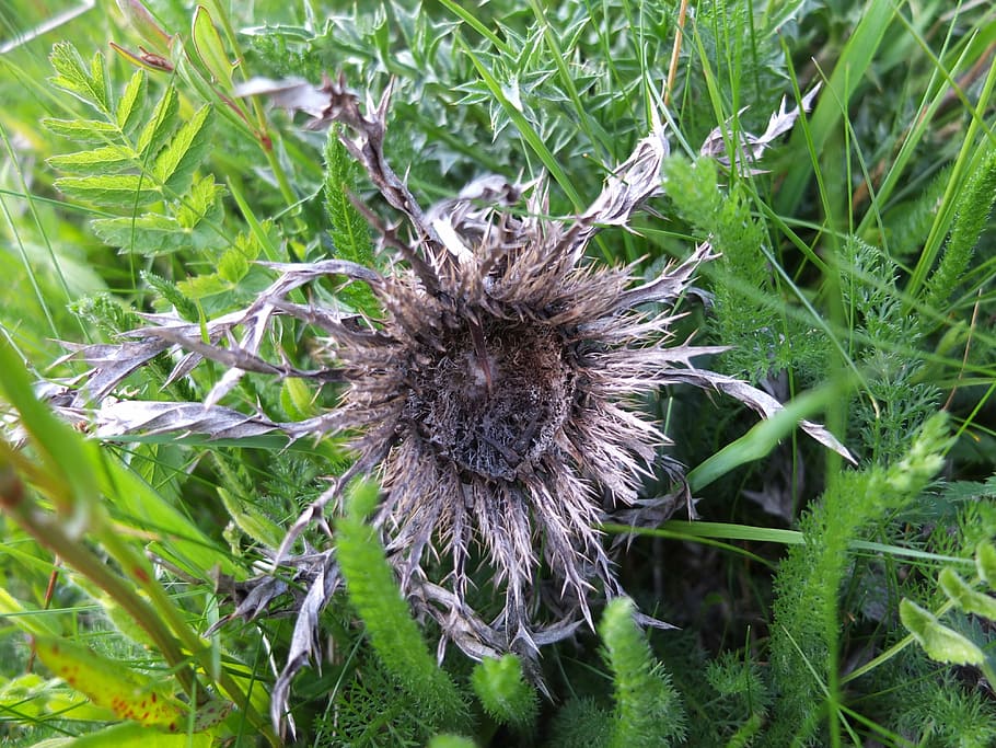 silver thistle, meadow, flower, old, dry, prickly, close, carlina acaulis HD wallpaper