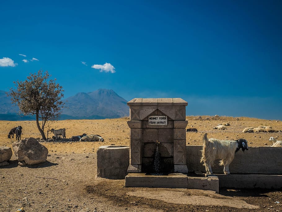 turkey, cappadogia, goat, sky, no people, nature, blue, day HD wallpaper
