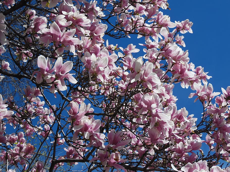 Photo of Cherry Blossoms, blooming, blue, blue sky, branches HD wallpaper