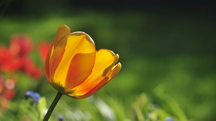 tulip, yellow, red, spring, early bloomer, green, garden, color HD wallpaper
