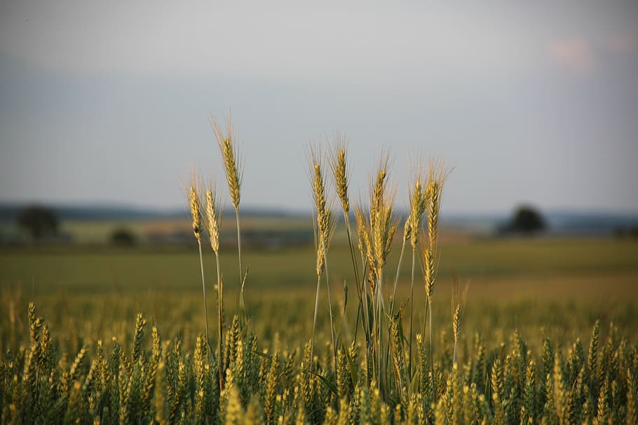 cornfield, spike, cereals, grain, agriculture, evening sky HD wallpaper