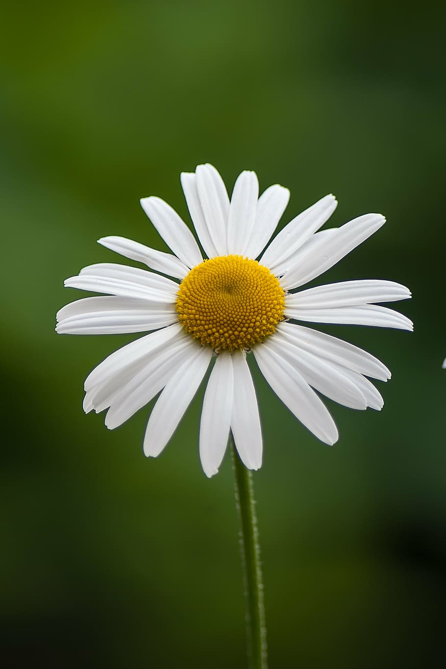margriet, flower, spring, flowering plant, vulnerability, fragility HD wallpaper