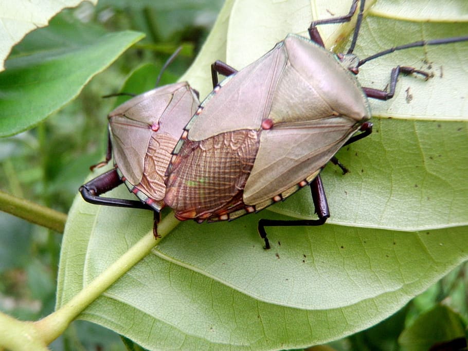 Bug, Leaf, Insect, Nature, Plant, green, macro, beetle, foliage HD wallpaper