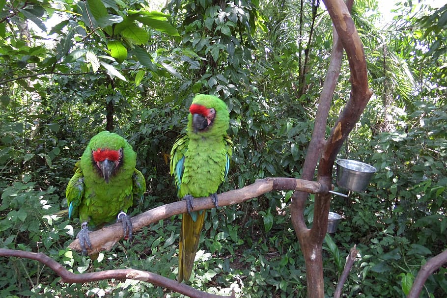 parrots, macaw, green, bird, animal, nature, pets, wildlife HD wallpaper