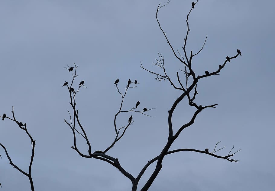 birds, shadows, observed, branches, tree, bare tree, low angle view, HD wallpaper