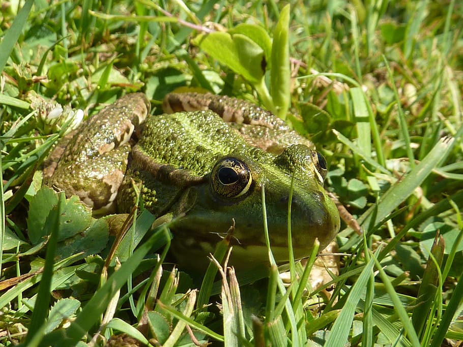 frog, green frog, grass, amphibian, animal, nature, water, curious HD wallpaper