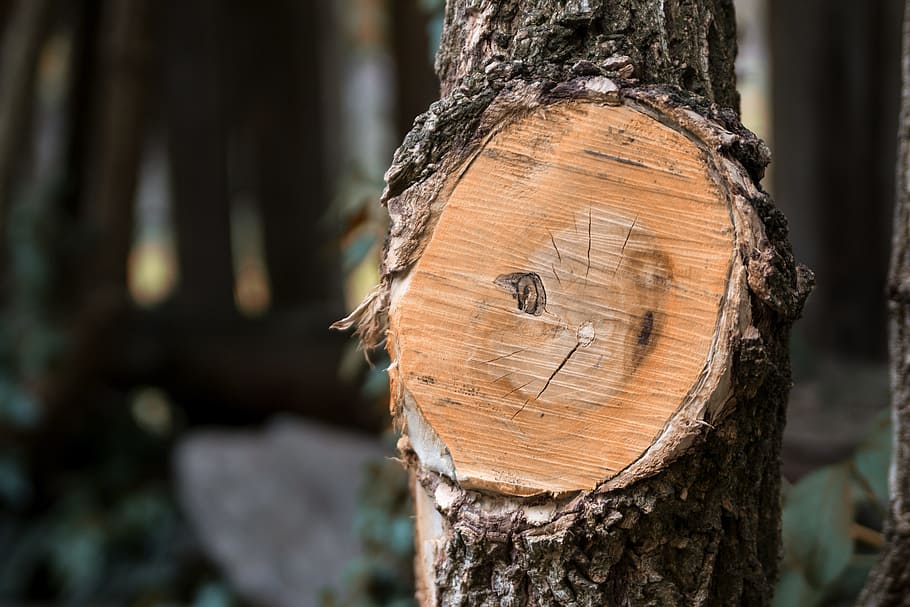Tree, Forest, Branch, Branches, Wood, branch branches, nature HD wallpaper