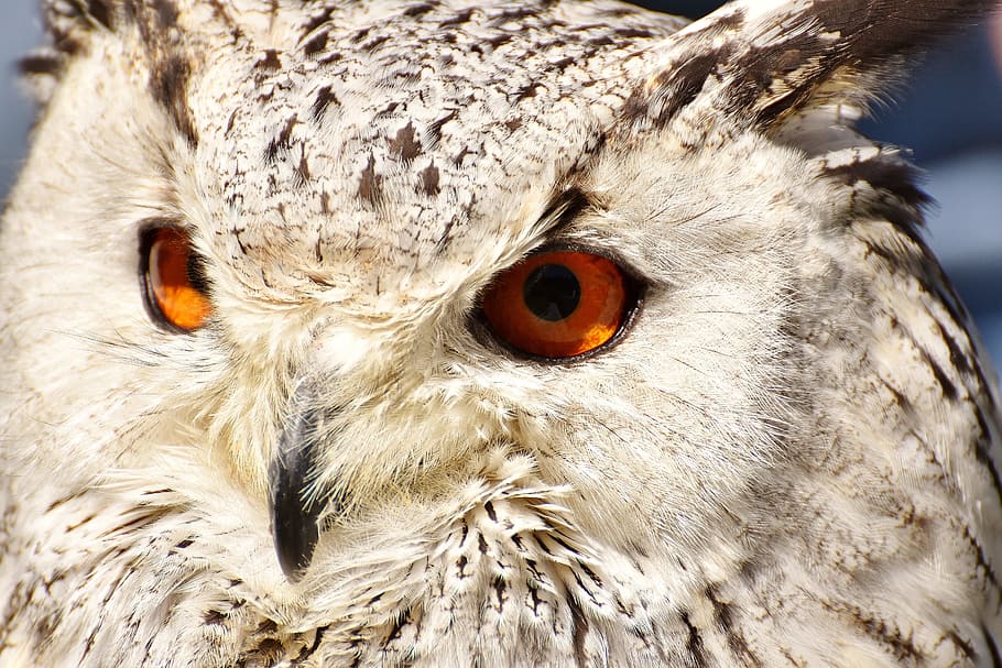 photography of beige and black Owl, snowy owl bubo scandiacus