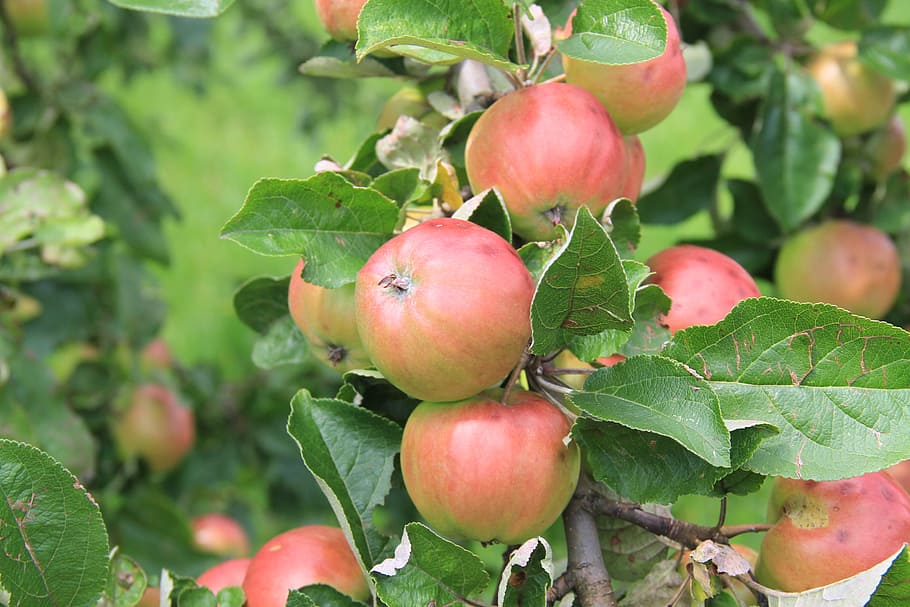 apple, red, apple tree, fruit, healthy eating, food and drink HD wallpaper