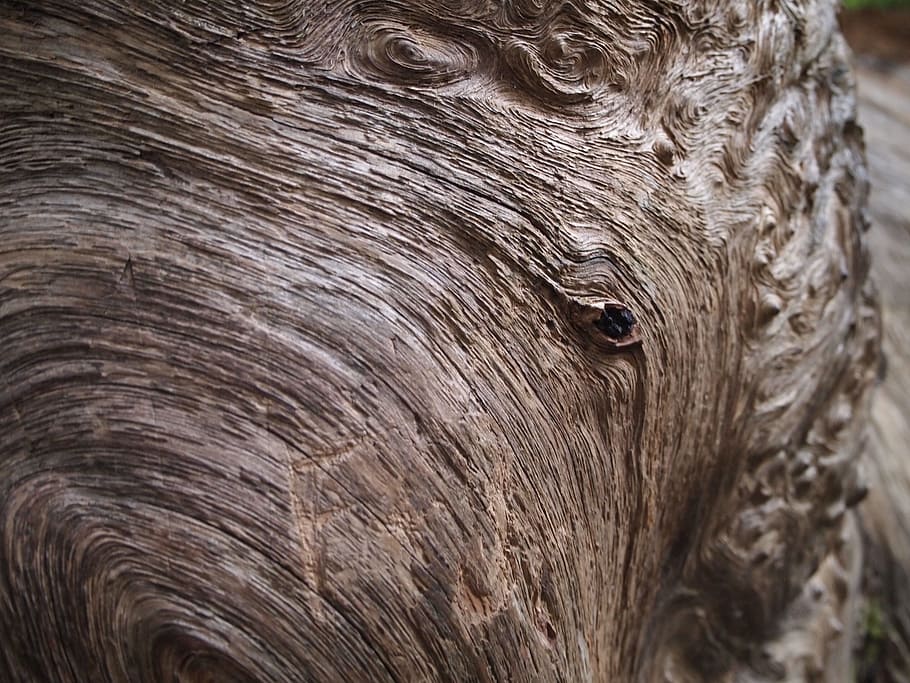 log, macro, wood, texture, pattern, nature, tree, forest, natural HD wallpaper