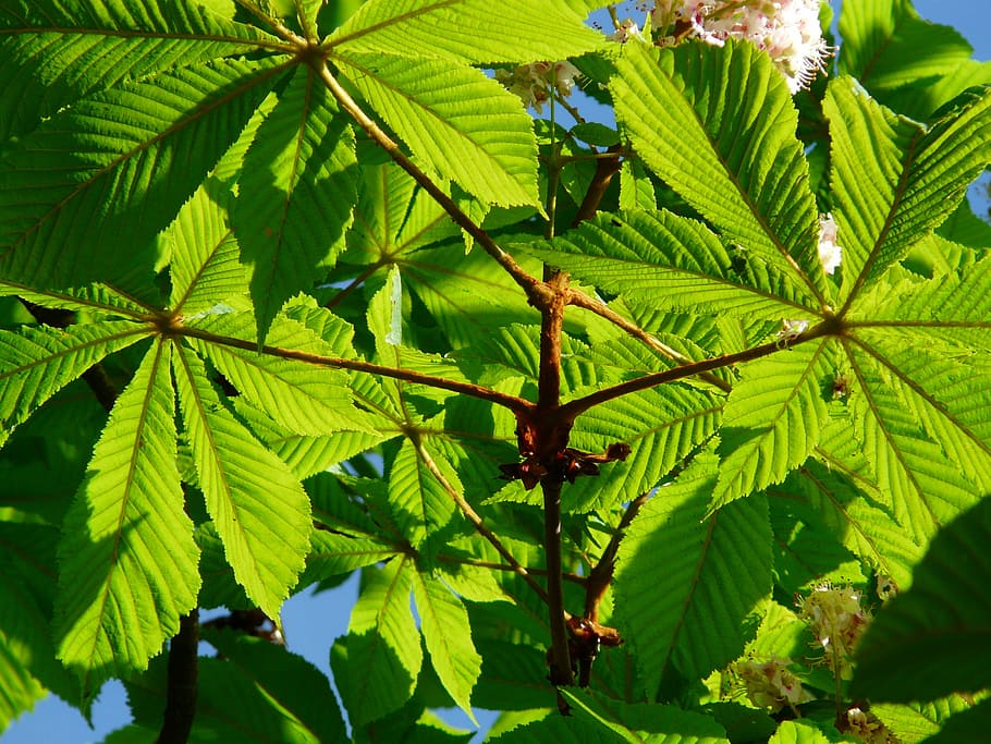 ordinary rosskastanie, leaves, chestnut, tree, foliage, aesthetic, HD wallpaper