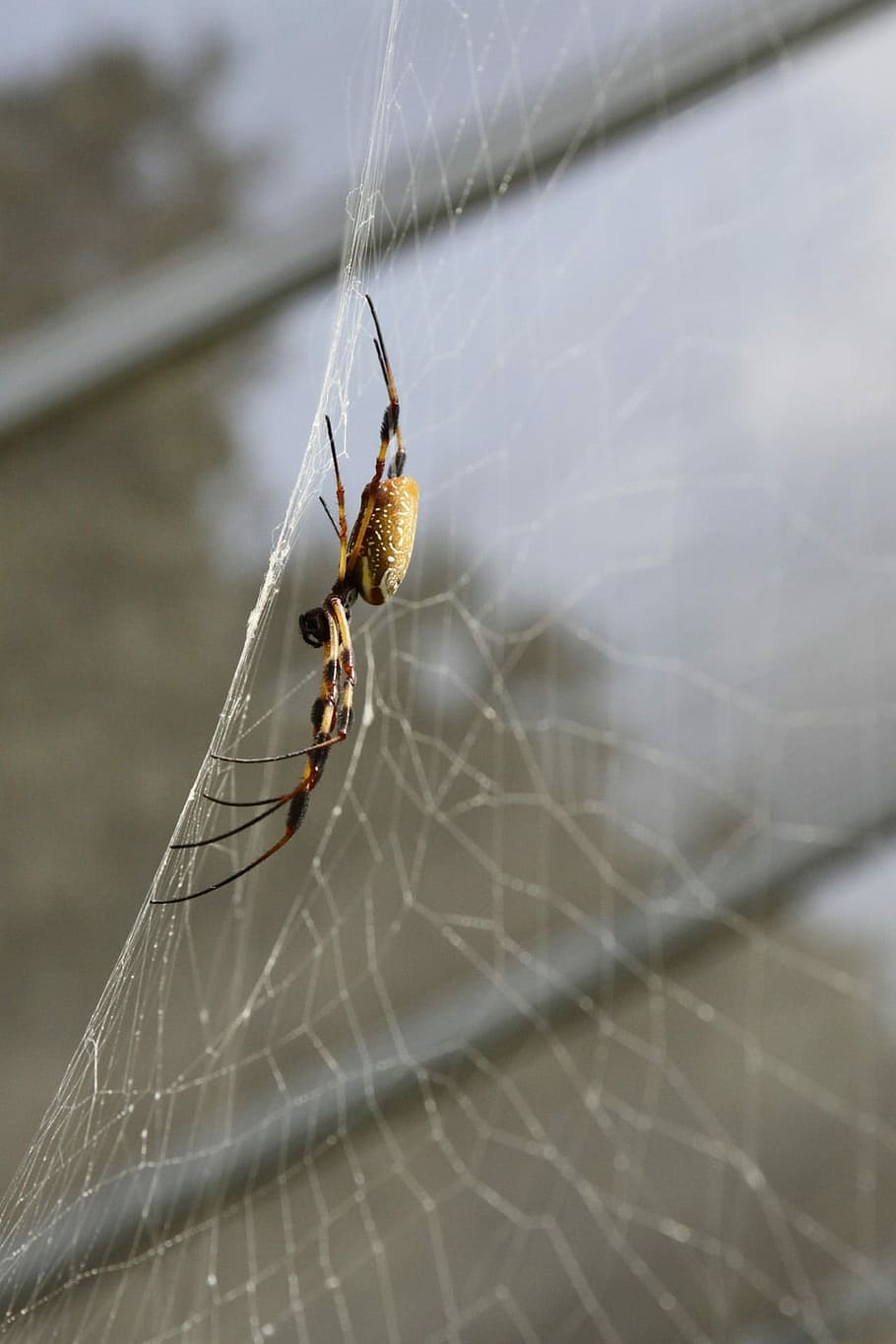 Spider, Pest, Insect, Bug, Creepy, crawly, orange, black, yellow, HD wallpaper