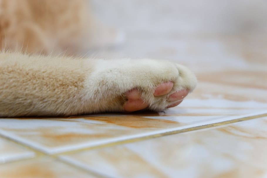 cat, paws, pets, animal, animal themes, one animal, mammal HD wallpaper