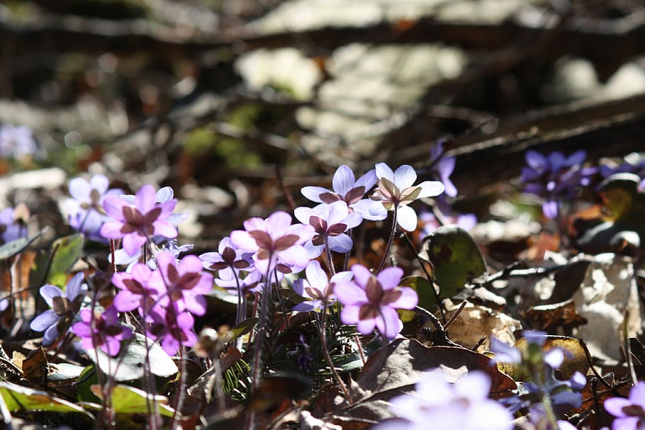 hepatica, plant, flower, spring, spring plant, flowering plant HD wallpaper