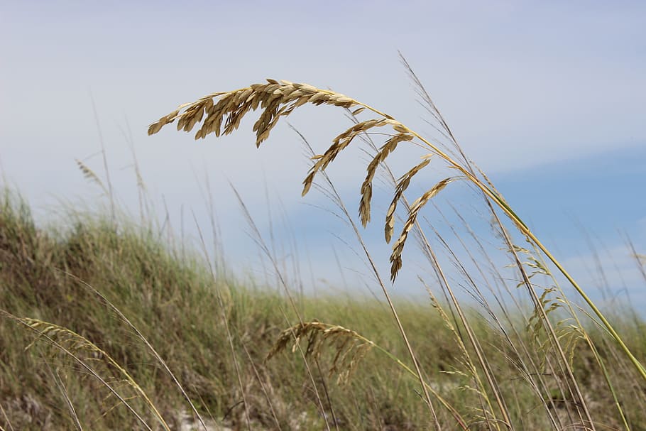 sea oats, beach, grass, sand, ocean, florida, coast, seashore, HD wallpaper