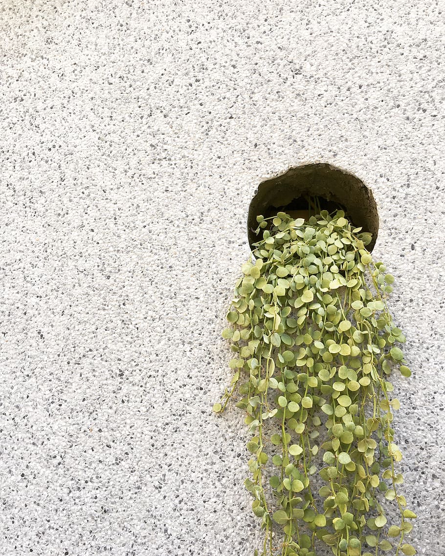 plant, green, wall, texture, nature, growth, environment, ecology HD wallpaper