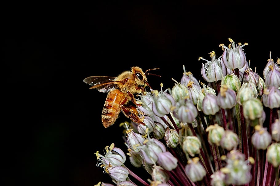 bee, macro, flower, honey, pollen, pollination, leek, plant HD wallpaper