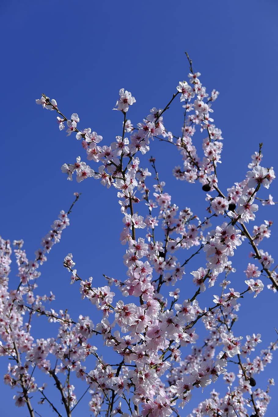 Almond blossom 1080P, 2K, 4K, 5K HD wallpapers free download