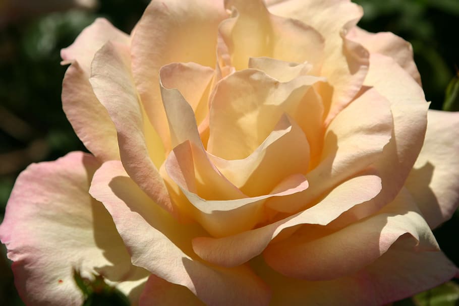 rose, bloom, closeup, flower, floral, blossom, summer, garden HD wallpaper