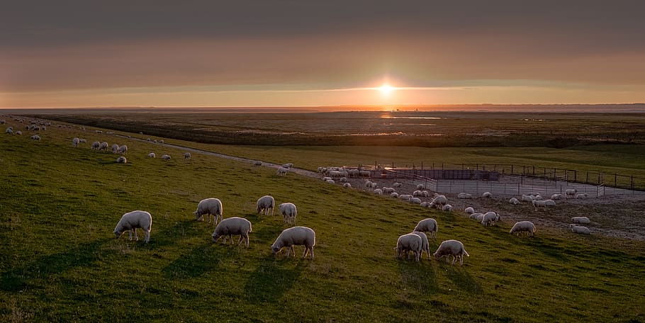 herd of white sheep on green grass field under grey clouds during golden hour