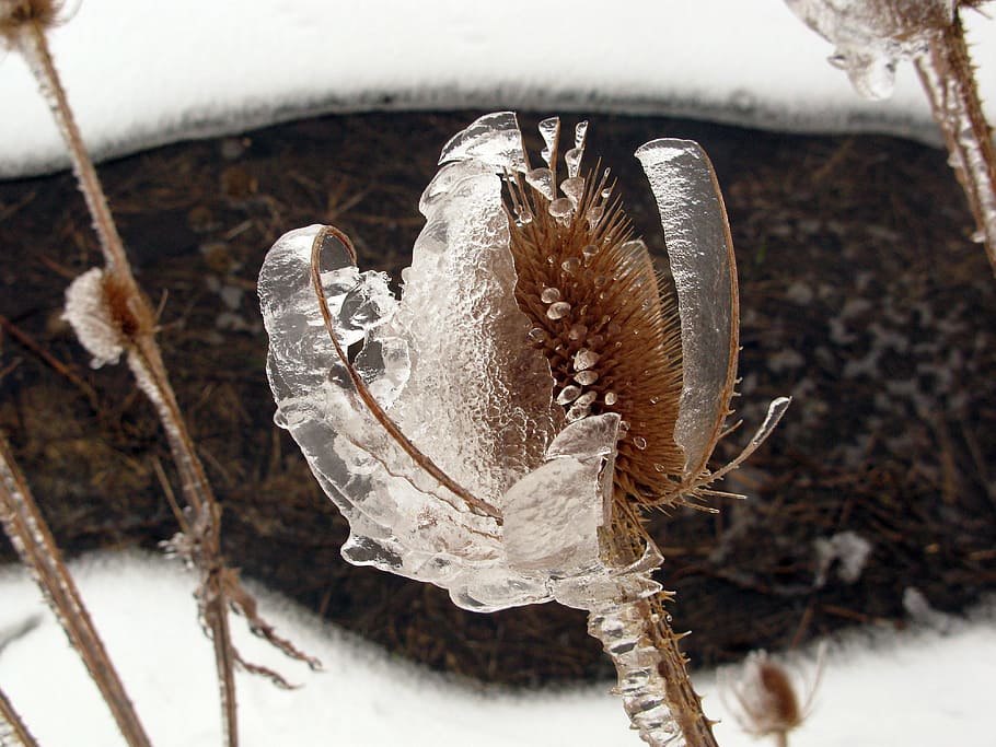 winter, wintry, frost, ice, cold temperature, snow, frozen HD wallpaper