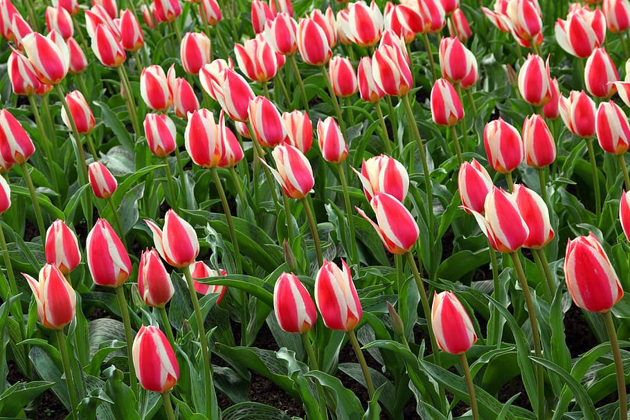 bloom, blossom, bunch, flora, flower, flowers, fresh, garden HD wallpaper