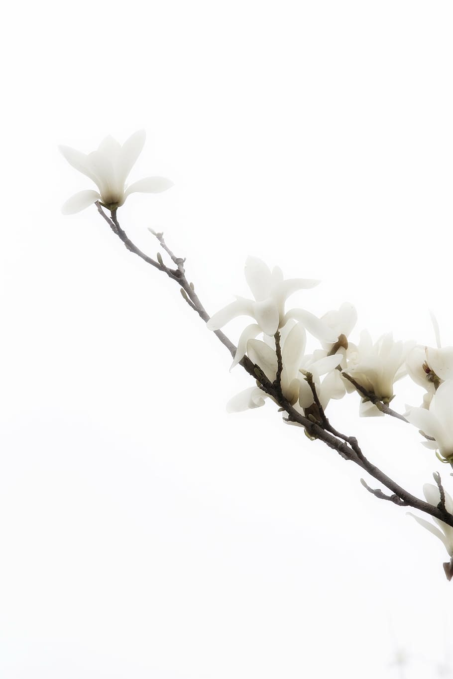 flower, spring, white, plant, nature, fragility, botany, macro HD wallpaper
