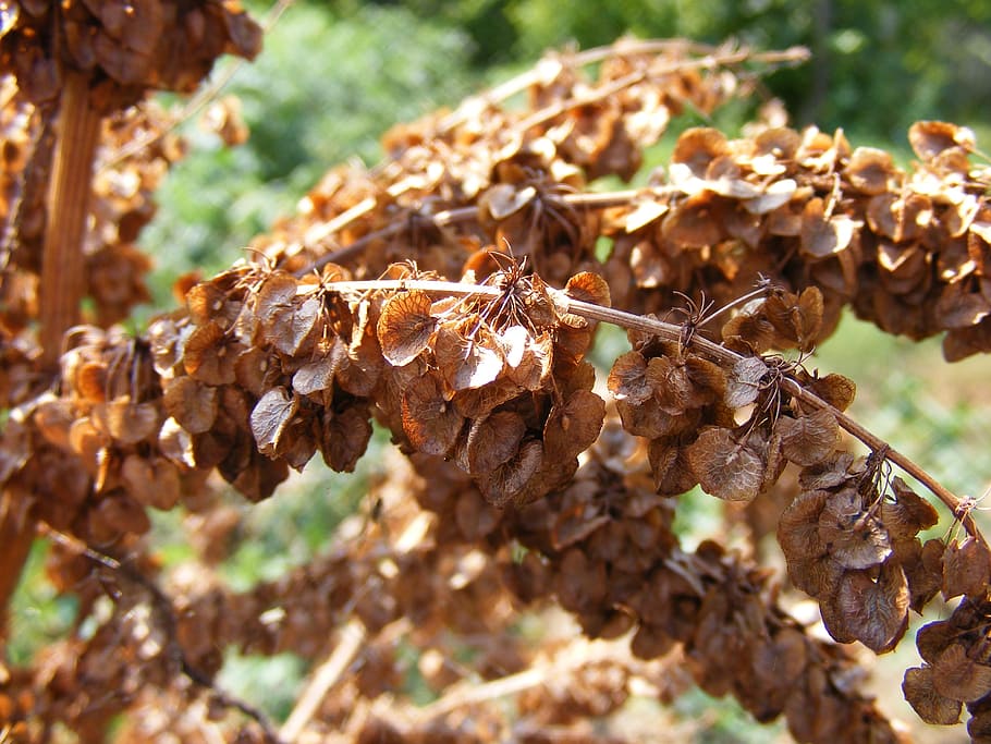 curled, curly, dock, dry, green, rumex, seeds, sour, yellow HD wallpaper