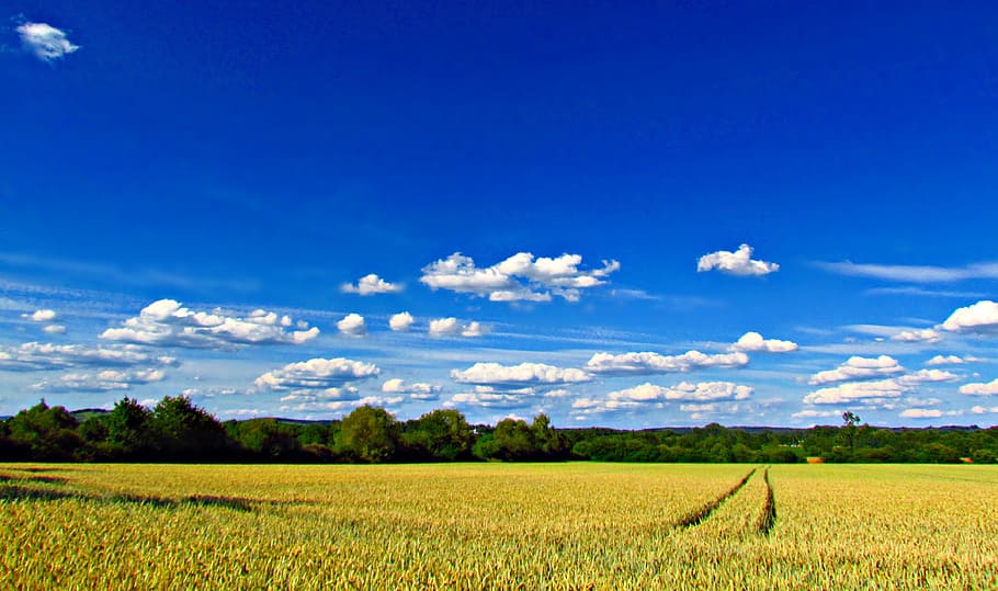 landscape, field, corn, nature, clouds, sky, environment, plant HD wallpaper