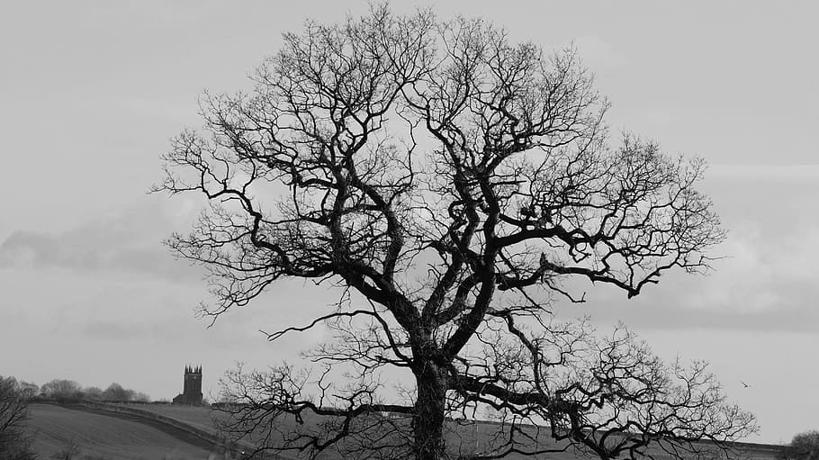 tree, dark, mysterious, sky, plant, bare tree, branch, nature HD wallpaper