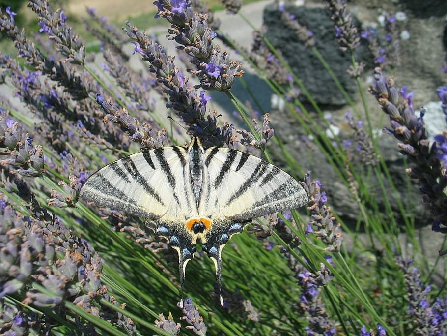 Bug, Butterfly, Stripe, White, black, lavender, nature, flower HD wallpaper