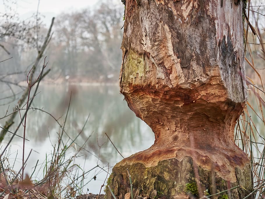beaver, tree, eat, wood, water, forest, dam, build, master builders HD wallpaper