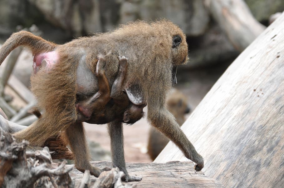 monkey, baboon, zoo, primate, primates, monkey baby, animal HD wallpaper