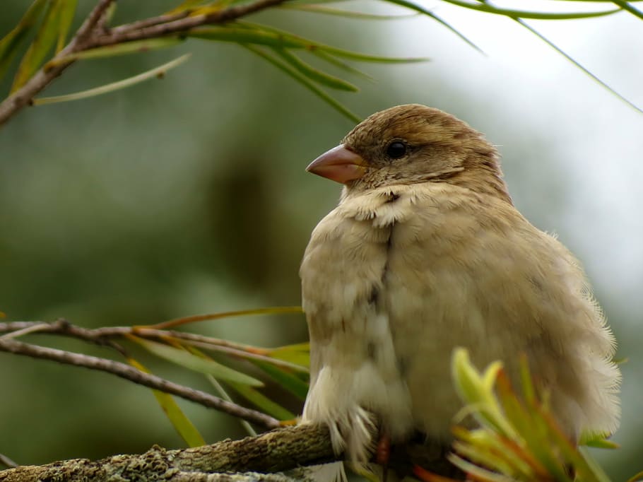 animal, bird, sparrow, nature, wildlife, beak, branch, tree HD wallpaper