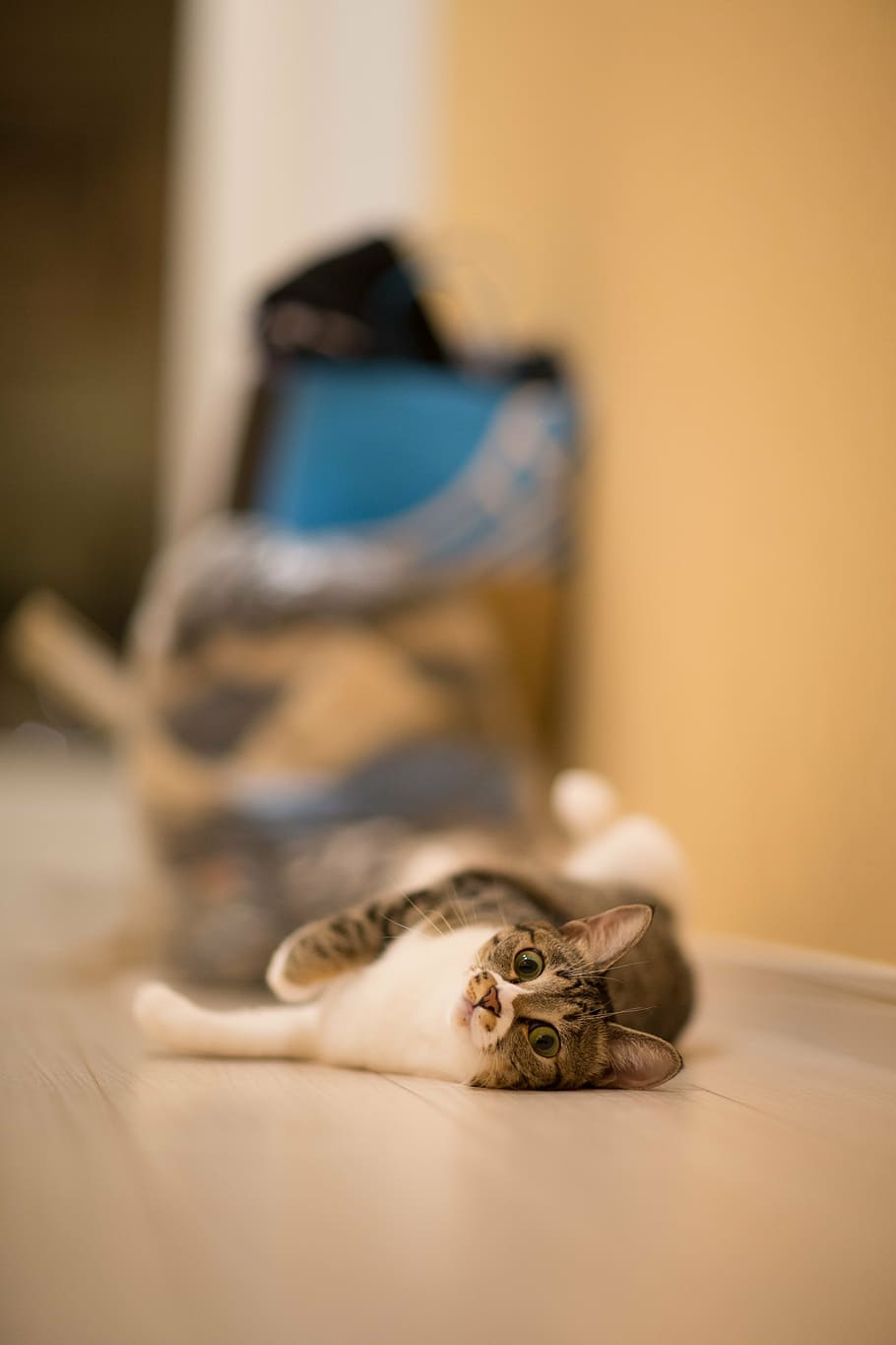 cat, pet, animal, pets, indoors, animal themes, one animal HD wallpaper