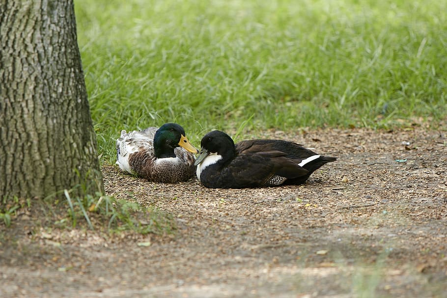 Duck, Nature, Animals, bird, animal themes, animals in the wild HD wallpaper