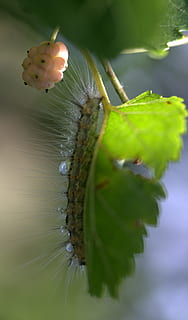 Caterpillar, Millipede, Duda, Fruit, one animal, close-up, animal themes HD wallpaper