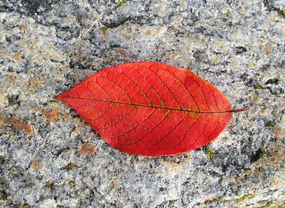 beech, autumn, leaf, leaf coloring, red, leaves, close-up, day HD wallpaper