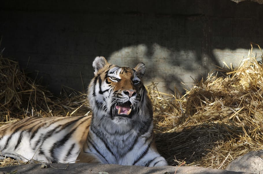zoo, hellabrunn, munich, animal themes, mammal, animal wildlife HD wallpaper