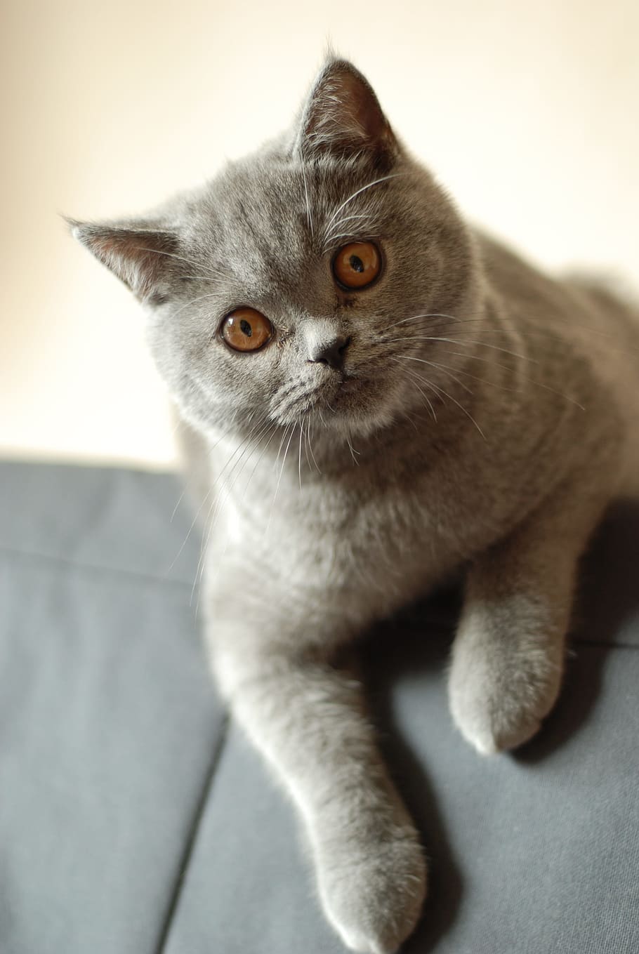 shallow focus photography of gray cat, British Shorthair Cat, HD wallpaper