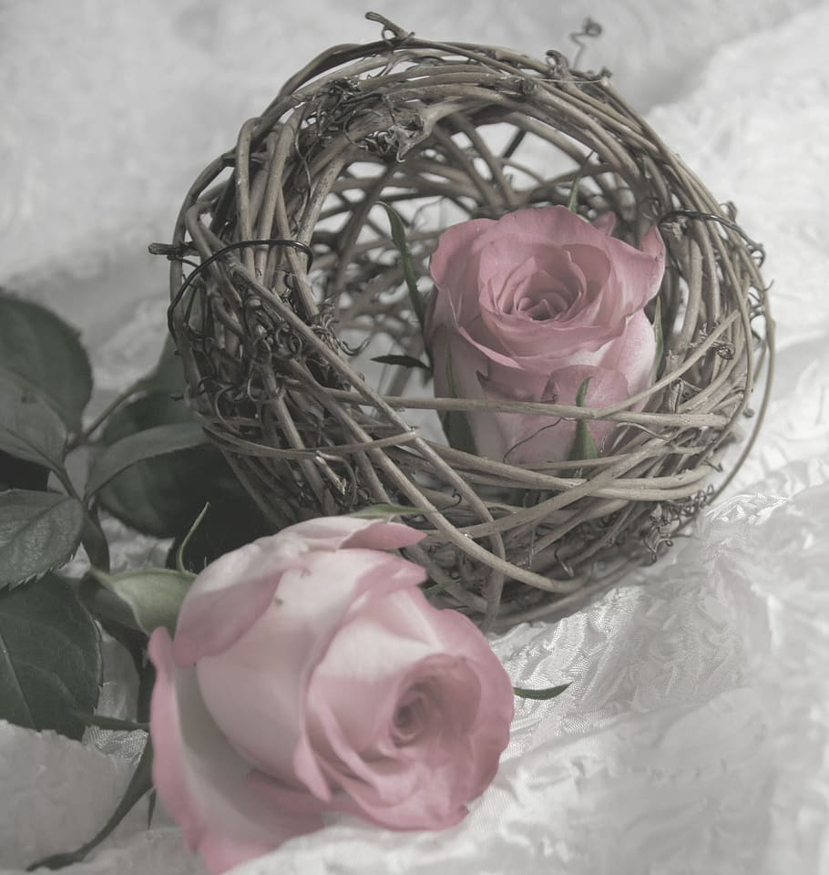 rose, romantic, love, map, flower, plant, flowering plant, pink color HD wallpaper