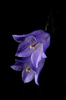 HD wallpaper: purple campanula flowers, blue, mirror, nature, plant, black  Background | Wallpaper Flare