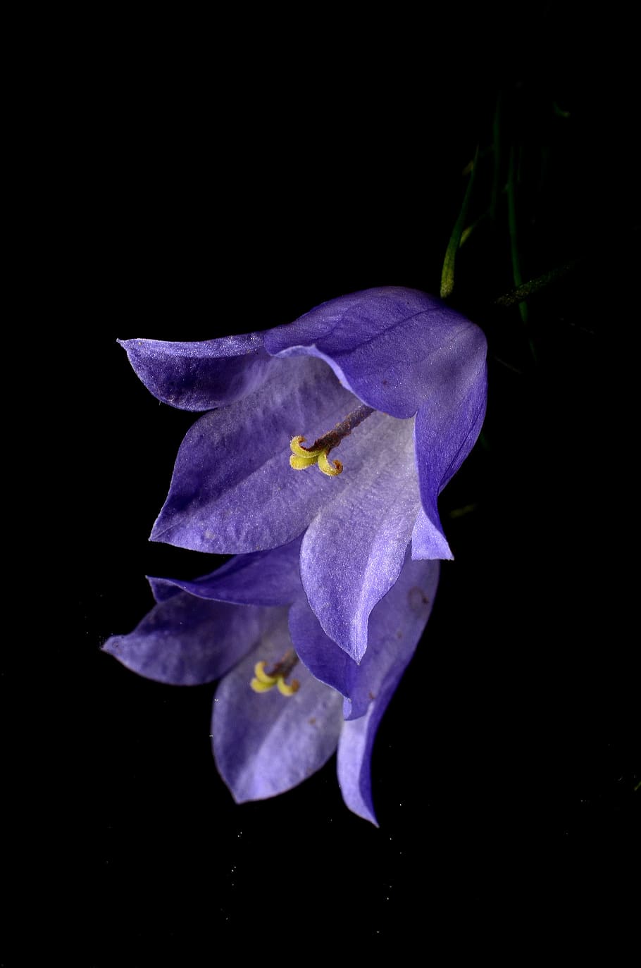 purple campanula flowers, blue, mirror, nature, plant, black Background HD wallpaper