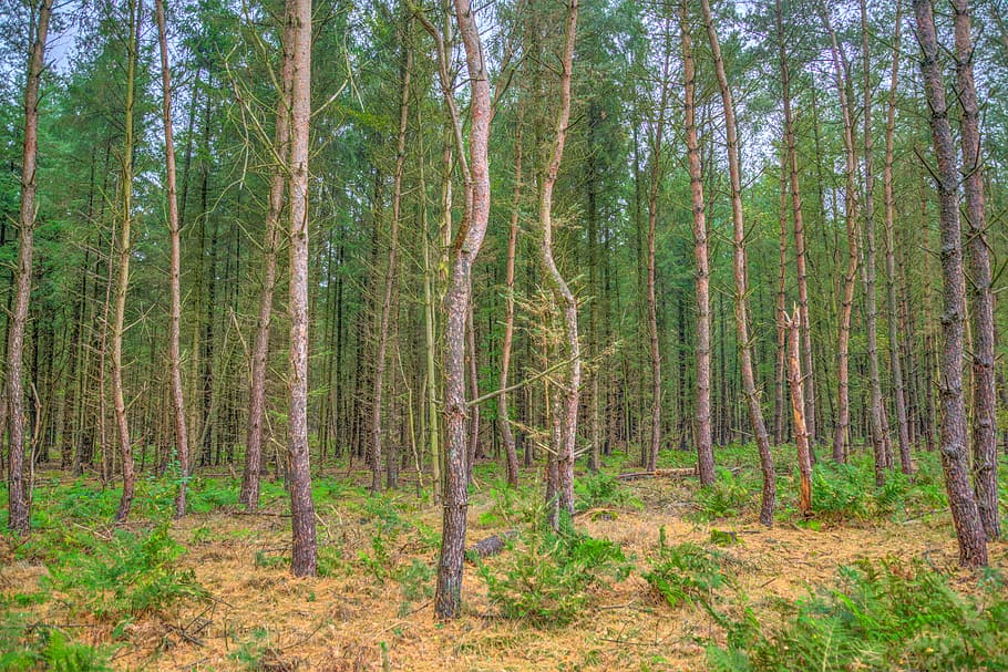 trees, standing, forest, woods, nature, landscape, outdoor HD wallpaper