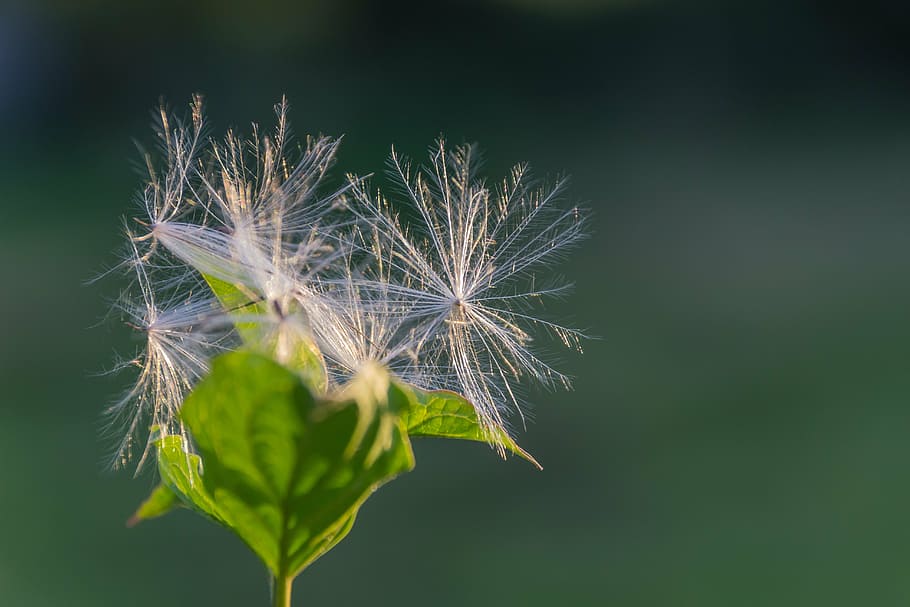blossom, bloom, fluff, back light, hairy, fluffy, hairs, leaves HD wallpaper