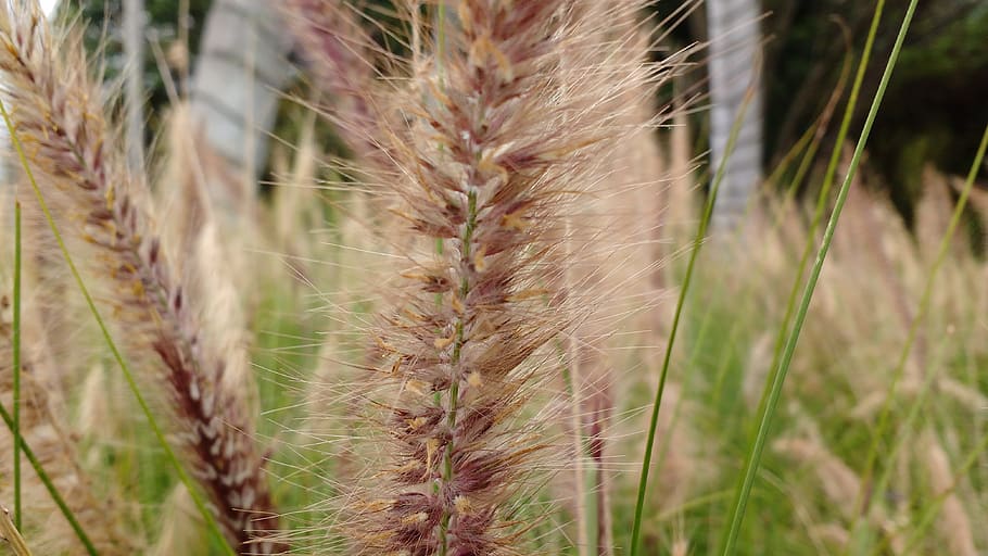 spikes, garden, plant, cereal plant, crop, growth, close-up HD wallpaper