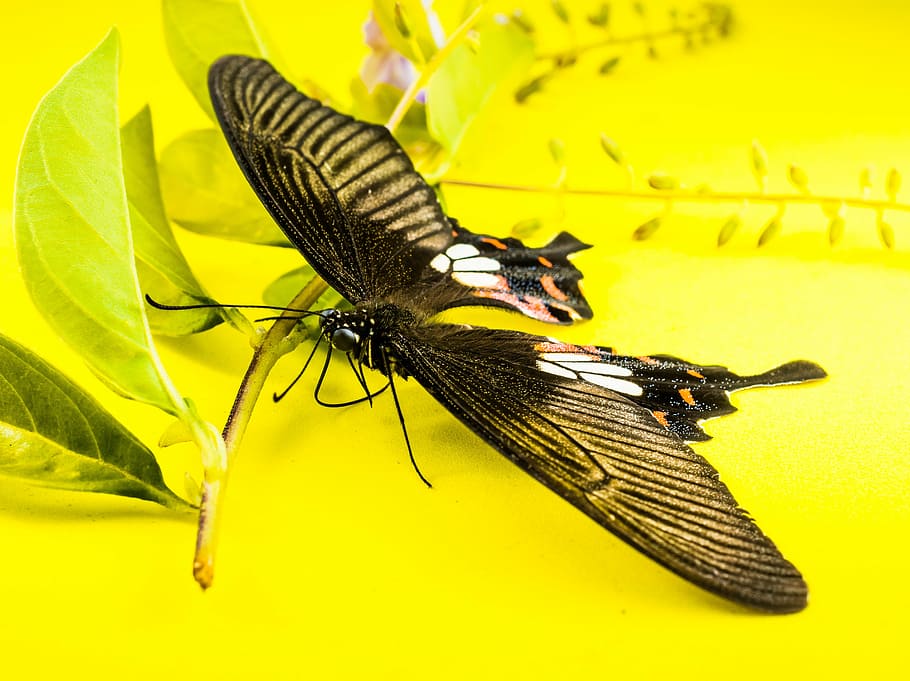 butterfly, insect, invertebrate, animal, animal themes, animal wildlife HD wallpaper